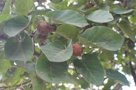 Image result for Burttdavya