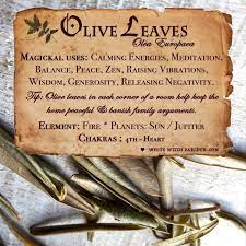 Magical Uses Of Olive Leaves Magic Herbs Magical Herbs Herbal Magic