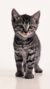 Black And White Tabby Cat Kitten Pin Von Tabby Cat Care Auf Crazy For Animals Baby Katzen Niedliche Tierbilder Katzen