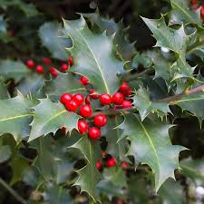 Arã ³ nia melanocã rpa blüht weiße blumen rote. Ilex Attraktive Stechpalme Mit Hubschen Beeren Ndr De Ratgeber Garten Zierpflanzen