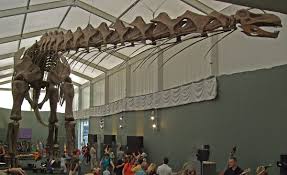 Dinosaur Size Wikipedia