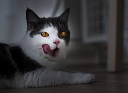 Here is a list of foods to watch out for. Pets Eating People Why Do Pets Eat Owners Who Die