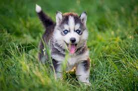Check spelling or type a new query. Siberian Husky Dog Breed Information Characteristics Daily Paws