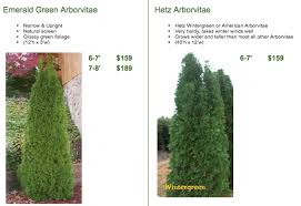 The flower buds, seeds and foliage are a food source, although this cultivar has greater resistance to deer browsing than most. Arborvitae Trees Facts Care Arbor Hills Tree Farm Nursery Omahaarbor Hill Trees Omaha Blog