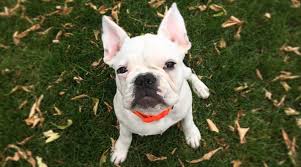 Try entering a name, location or different words. French Bulldog Pug Mix Frug Breed Information Overview