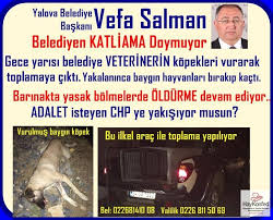 Haykonfed Yalova Belediye Veterineri Gece Yarisi Oklu Igneyle Kopek Toplamaya Cikti Yakalaninca Baygin Kopekleri Birakip Kacti Hayvanlardan Birisi Can Cekisiyor Digerleri Henuz Ayilmadi Baskan Vefa Salman Daha Once Katliam Ekibinde Olan Bu Veterineri Ve