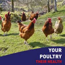 Avian influenza (bird flu) mainly affects birds. Avian Influenza British Hen Welfare Trust