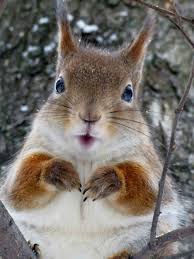 Cute Squirrel Asking For Food Ecureuil Mignon Photo Ecureuil Photo Animaux