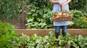 Learn more about extension agent debbie roos. 6 Things To Consider When Planning A Vegetable Garden