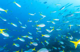 Tropical fish is a term commonly used to refer to fish that are kept in heated aquariums. Danger Breeds Bias In Schooling Fish Discover Magazine
