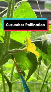 Image result for how to self pollinate cucumbers
