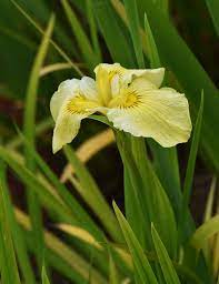 Iris X Pseudata Lemony Snicket The Landscape Of Us Iris Yellow Flowers Landscape