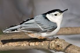 Small Gray Bird With Black And White Head Pin On Wing It