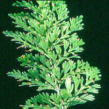 Image result for Abrodictyum rigidum