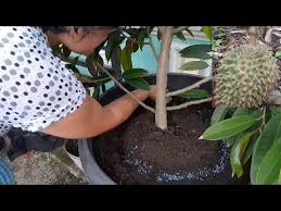 Cara menanam durian agar cepat berbuah. Cara Menanam Durian Di Pot Cepat Berbuah Bibit Unggul