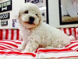 The whole process went smoothly and i got a healthy and sociable puppy that i love. Puppy House Grooming 12801 Valley View Ave La Mirada Ca 90638 Usa