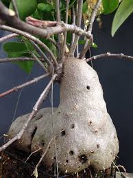 Most cacti feature thick photosynthetic stems and leaves that are modified as spines. Pin On Cactus