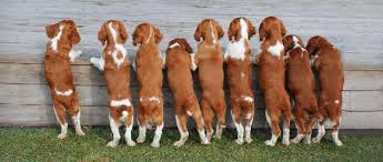 Here is the loyal welsh springer spaniel. Welsh Springer Spaniel I Sverige Startseite Facebook