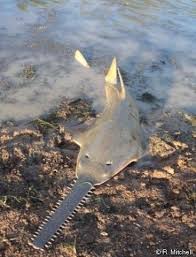 Sawfish Critically Endangered Species A Strange Looking Fish Has Snapped Up A Spot On The Endangered Species L Ocean Creatures Marine Fish Ocean Animals