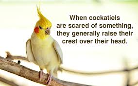 understanding the behavior of the entertaining cockatiel