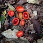 Image result for Staudtia