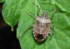 10 Bugs That Are Living In Your House And How To Get Them Out In 2020 Brown Marmorated Stink Bug Stink Bugs Termite Control