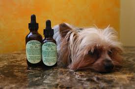 Enhance your purchase nutritional oral gel for puppies who need extra calories and vitamins; Moringa For Dogs Moringa Hypoglycemia Treatment Drop Extracts Benefits For Dogs Yorkie Puppies For Sale Quality Tiny Teacup Toy Puppies Yorkies For Sale Southern Califorina Boutique Baby Doll Face Best Yorkie Breeders Usa Moringa For Dogs Mirco