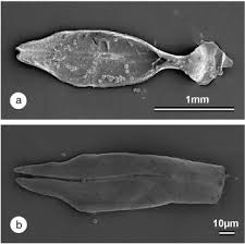 Image result for Mondia ecornuta