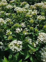 Image result for Pentadiplandra