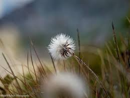 Image result for Tolpis capensis