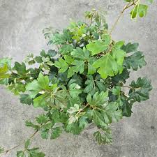 Image result for Cissus rubiginosa