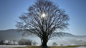 It melts well and it's delicious with cider, beer and rich savory red wines. El Invierno Ha Llegado Al Hemisferio Norte Rtve Es