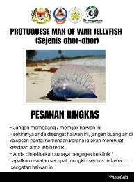 Kuala terengganu is also the capital of kuala terengganu district. A Venomous Jellyfish Species Washed Up On Shore In Terengganu Here S What You Should Know