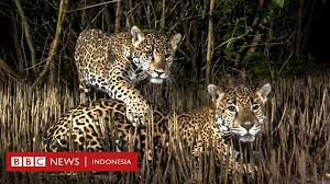 Dan sebagian besar hutan bakau yang terdapat di indonesia difungsikan sebagai taman nasional dan cagar alam indonesia. Kontes Fotografi Tunjukkan Keindahan Dan Kerapuhan Hutan Bakau Dari Meksiko Sampai Indonesia Bbc News Indonesia