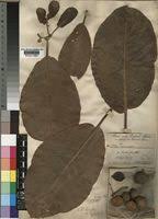 Image result for Terminalia macroptera
