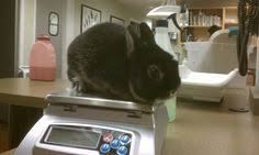 Exotic animal vet tampa fl. Exotic Animal Veterinary Medicine