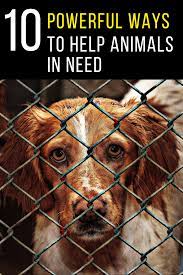 Pin On Man S Best Friend Other Animals