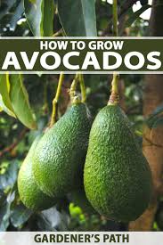 They're rich in monounsaturated fat that your body can easily burn for energy, and the fat helps your. How To Grow Avocados Gardener S Path