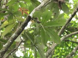 Image result for Myrianthus