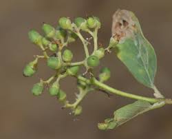 Image result for Cordia sinensis