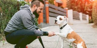 Hund sucht neues liebevolles zuhause. 5 Tricks Die Ihr Euerem Hund Ganz Einfach Beibringen Konnt Business Insider
