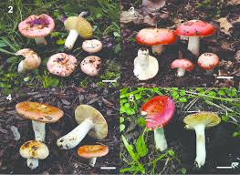 Image result for Russula sp