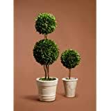 We did not find results for: Serene Spaces Living Preserved Boxwood Ball Topiary Genuine Boxwood In Planter Set Of Small Large Planter Buy Online In Bahamas At Bahamas Desertcart Com Productid 183872468