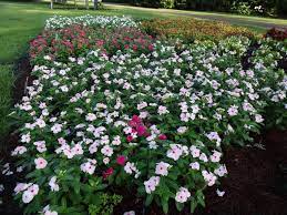 Take Care With Vincas To Avoid Problems