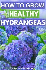 How To Care For Hydrangeas The Ultimate Guide To Stunning Hydrangea Flowers Hydrangea Care Planting Hydrangeas Flower Planting Guide