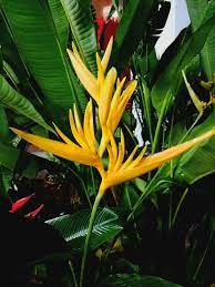Helliconia Sp Heliconia Plants Ginger