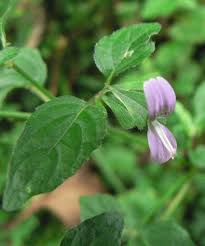 Image result for Justicia toroensis