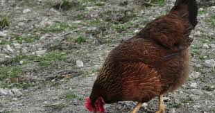 Black And White Spotted Bird With Red Neck Welsummers Large Dark Brown Or Speckled Eggs 160 Year Careful Color Can Wash Off If Scrubbed Golden Brown Brown Bodies Speckled Eggs Chickens Backyard