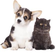 Check spelling or type a new query. Perfect Prices Easipetcare