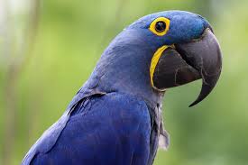 Image result for parrot